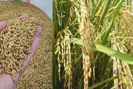 Kepri Bakal Menjadi Lumbung Pangan Organik